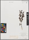Foto von Salix aurita L. x Salix repens L.